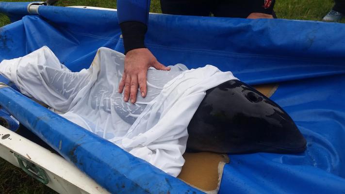 Harbor porpoise rescue