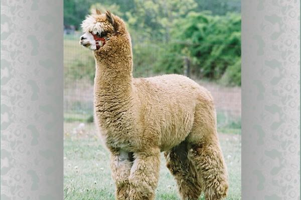 alpaca様 15549_640x480.jpg?itok=0YKCLGJX