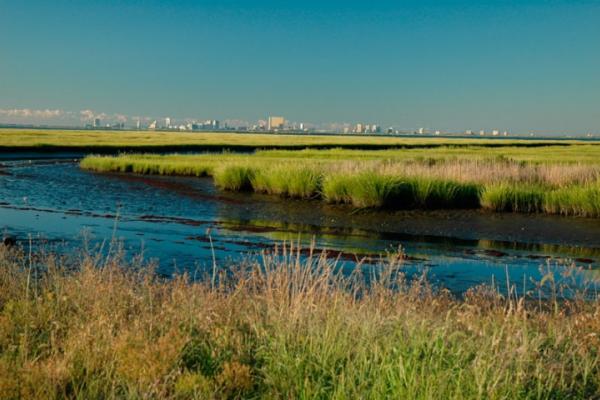 Edwin B. Forsythe National Wildlife Refuge | VisitNJ.org