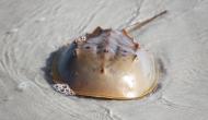 horseshoe crab